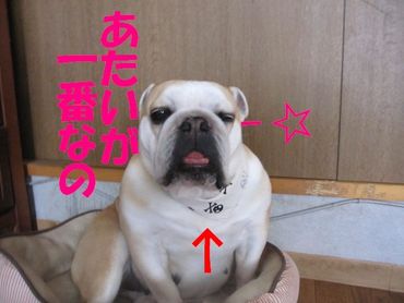 シャンプーの日