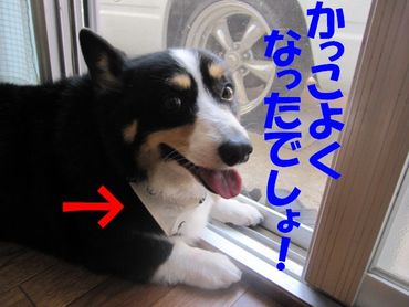 シャンプーの日