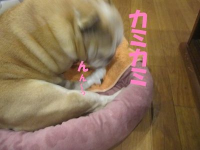 やめてぇ～。(￣∇￣;)ｶﾞｰﾝ