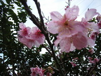 雨上がり 2007/02/09 20:10:00