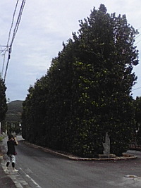 久米島大使になれるかな？