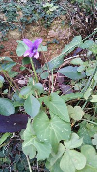 春？ 2014/01/25 17:12:00