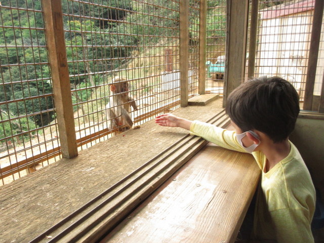 京都嵐山モンキーパークいわたやま　猿にエサヤリ