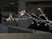 2023年2月、我が家の桜の木 2023/02/10 06:34:39