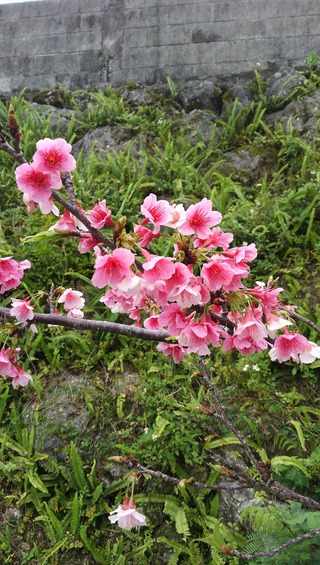 波平区　湾田ガーに桜が　咲いたど～