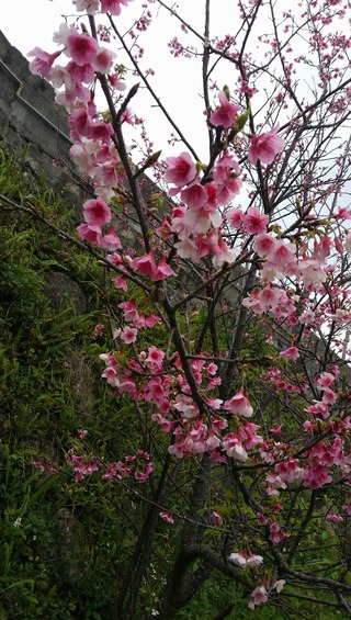 波平区　湾田ガーに桜が　咲いたど～