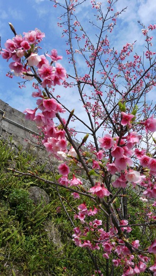 波平区　湾田ガーに桜が　咲いたど～