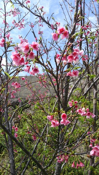波平区　湾田ガーに桜が　咲いたど～