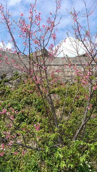 波平区　湾田ガーに桜が　咲いたど～