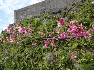 波平区　湾田ガーに桜が　咲いたど～