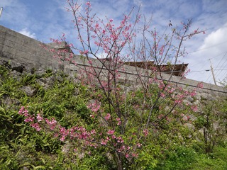 波平区　湾田ガーに桜が　咲いたど～