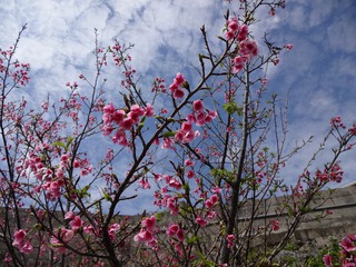 波平区　湾田ガーに桜が　咲いたど～