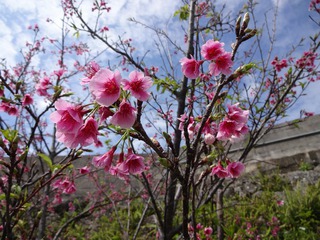 波平区　湾田ガーに桜が　咲いたど～