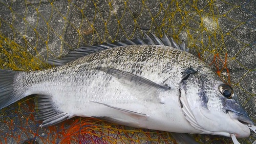 ファミチキ釣り