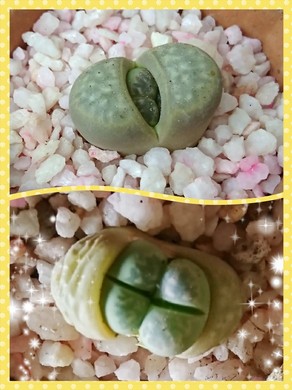 お久しぶりblog(￣▽￣;)