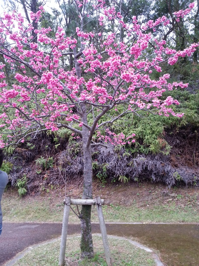 学芸会＆桜まつり