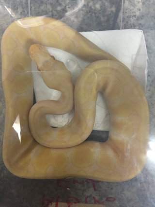 Pet Station Natural S Blog ボールパイソン入荷です