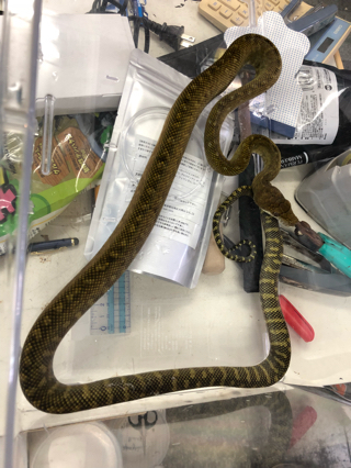 Pet Station Natural S Blog モルカンパイソン 販売中