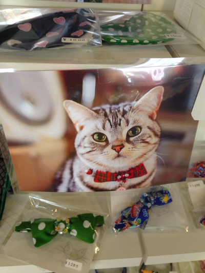 猫モデル:沖縄猫雑貨店（猫家in neko fan）