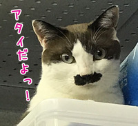 猫まるカフェokinawa移転OPENのお知らせだよっ！！！ 2017/08/17 22:28:40
