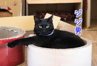 【猫事異動】～okinawa店→上野店の猫スタッフだよっ！～