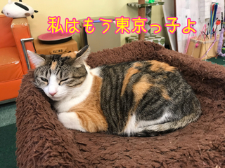 那覇の猫カフェ 猫まる茶屋の愉快な猫達 番外編 猫まるカフェeast に行ってきたよ だよっ