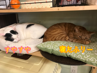 那覇の猫カフェ 猫まる茶屋の愉快な猫達 番外編 猫まるカフェeast に行ってきたよ だよっ