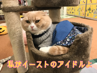 那覇の猫カフェ 猫まる茶屋の愉快な猫達 番外編 猫まるカフェeast に行ってきたよ だよっ