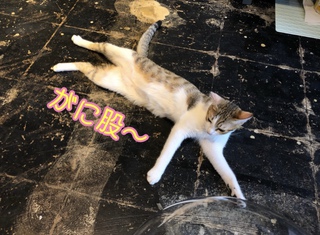 那覇の猫カフェ 猫まる茶屋の愉快な猫達 変な猫のぼる だよっ