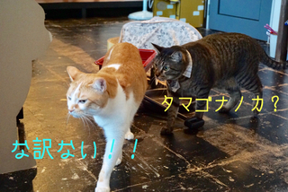 那覇の猫カフェ 猫まる茶屋の愉快な猫達 しつこい男だよっ