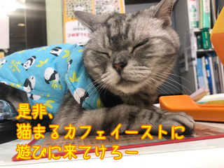 那覇の猫カフェ 猫まる茶屋の愉快な猫達 番外編 猫まるカフェeast に行ってきたよ だよっ