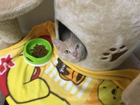 茶トラにゃんこ　ピースくん 2017/12/24 21:52:00