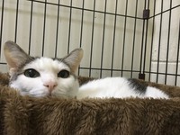 今日は甘えた　シャンくん 2017/12/12 20:42:00