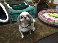 シーズー　チーズちゃん 2017/12/09 20:42:00