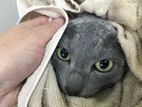 ロシアンブルーのハクちゃん 2017/12/23 20:02:00