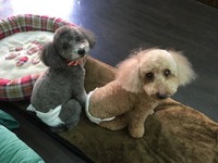 プードルのカット　ジンジャーちゃんとゾーイちゃん 2017/12/10 21:52:00