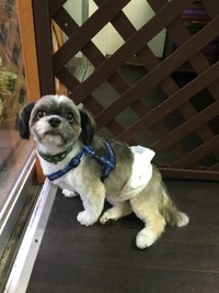 シーズー　ラモンくん 2017/12/18 20:42:00