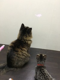 本日も登場　ザイオンくん&リリーちゃん 2017/12/22 20:42:00