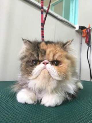 ねこぱんち エキゾチックショートヘアー コナちゃん