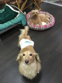 ピースくんとチャイちゃん 2017/10/27 21:22:00