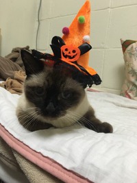 ハロウィン気分 2017/10/28 21:22:00