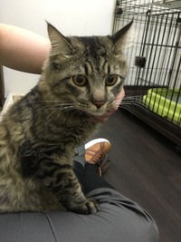 キジトラにゃんこ　桃ノ輔くん 2017/11/03 20:52:00