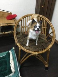 チョコくんお迎えの日 2017/11/05 20:52:00