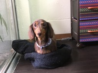 チョコタンダックス　メイプルちゃん 2017/11/17 20:42:00