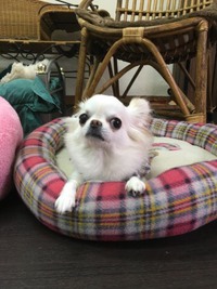 チワワのミルクちゃん 2017/11/17 21:42:00