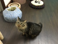 キジトラ長毛にゃんこ　にゃんちゃん 2017/11/17 22:42:00
