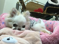 友活絶好調　ミルクちゃん 2017/11/18 22:42:00