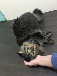 にゃんちゃんです♪ 2017/11/19 21:52:00