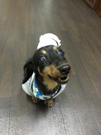 ダックスの風（ふう）ちゃんとにゃんこのみぃーちゃん 2017/11/21 21:52:00
