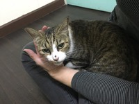 みぃーちゃん　お泊りにゃんこ 2017/11/22 22:42:00